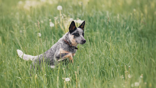 Australian Cattle Dog Breed Information Purina